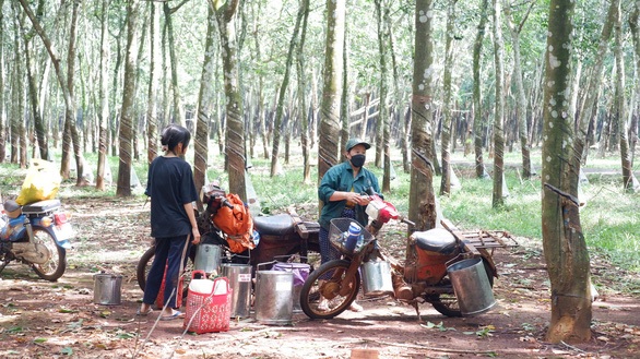125 năm cao su cho vàng ở Việt Nam - Kỳ 7: Những dòng họ nhiều đời dưới tán cao su